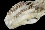 Oreodont (Merycoidodon) Partial Skull - Wyoming #113034-1